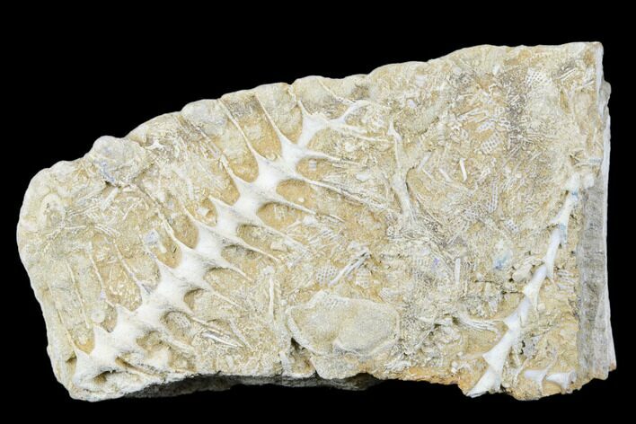 Plate of Archimedes Screw Bryozoan Fossils - Alabama #178252